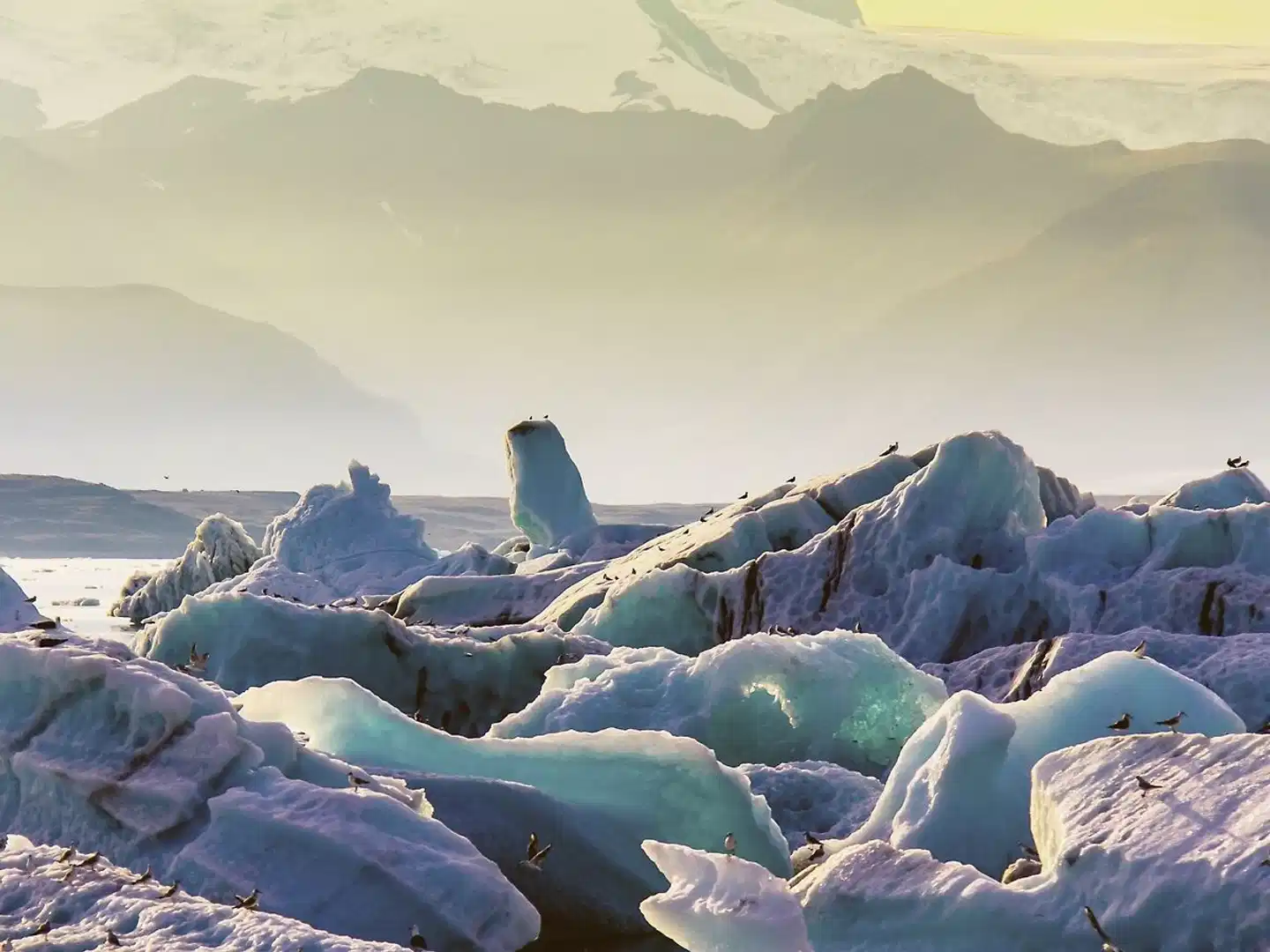 Island erleben - Gletscher, Vulkane und heiße Quellen Tiere