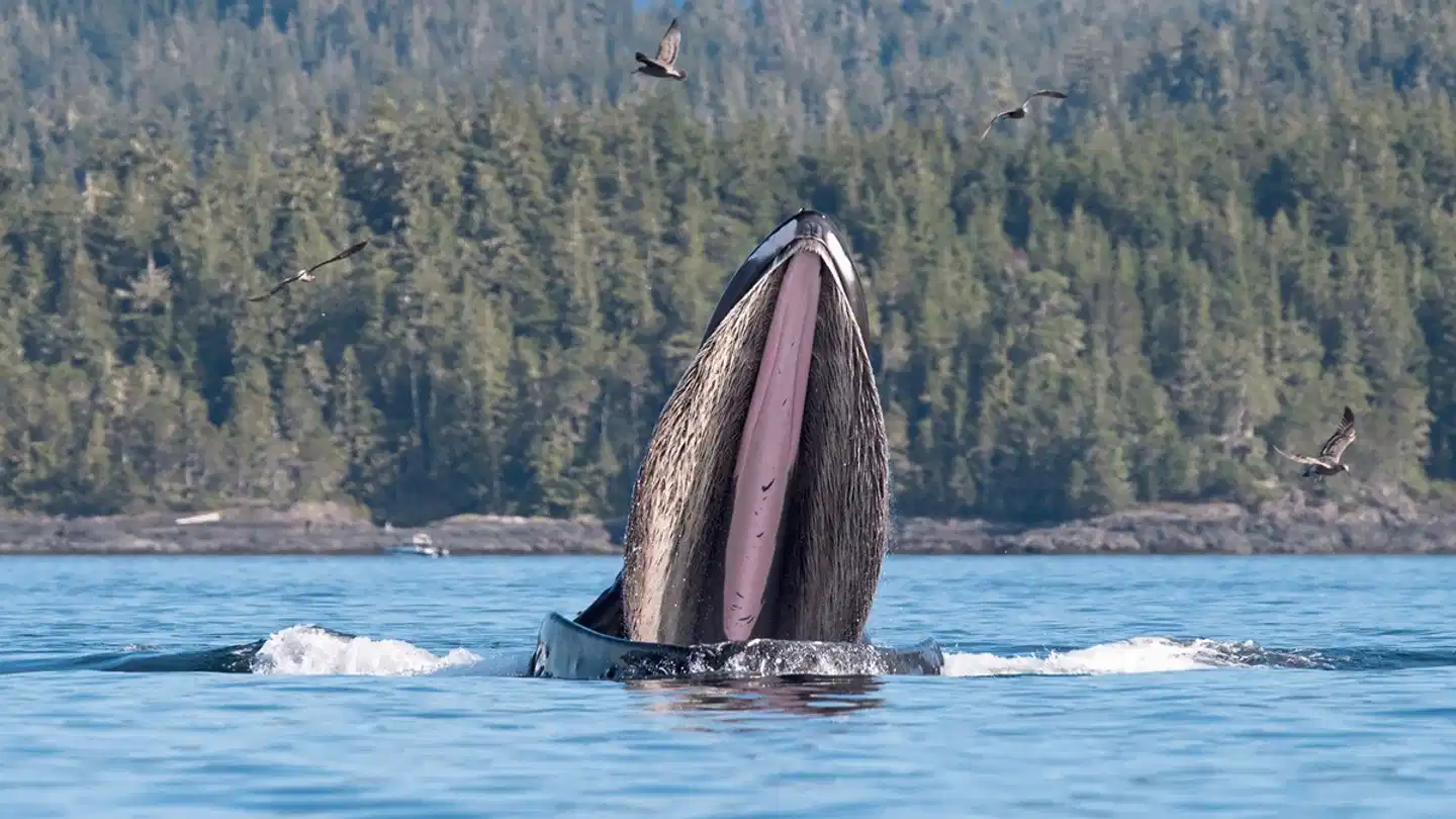 Orca Camp hautnah Tiere
