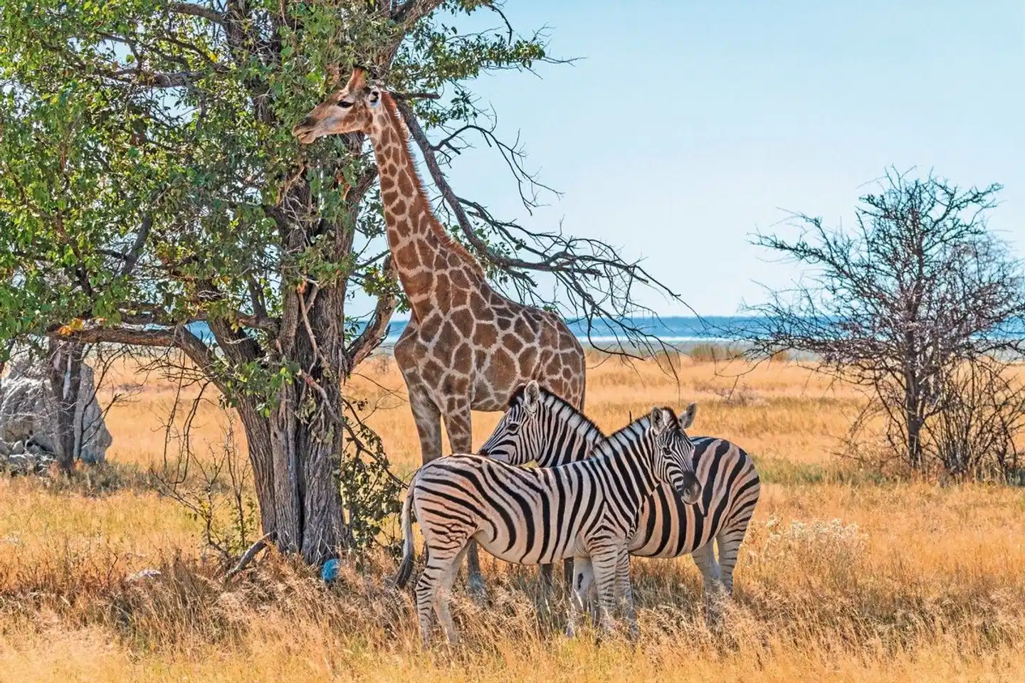 Kontrastreiches Namibia Tiere