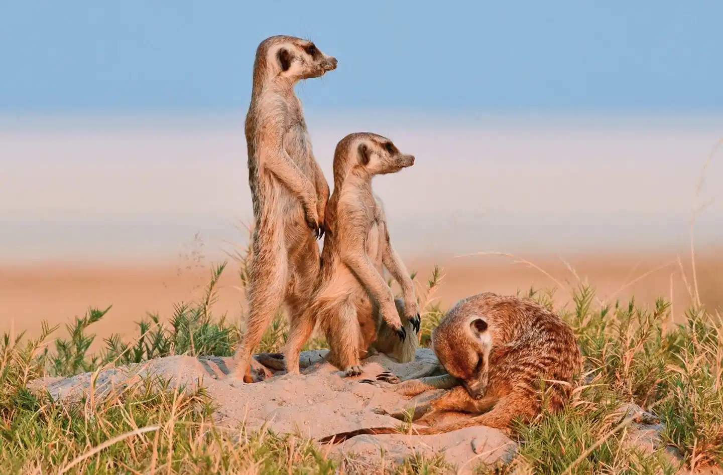 Erdmännchen, Elefanten, das Delta und die Fälle Tiere