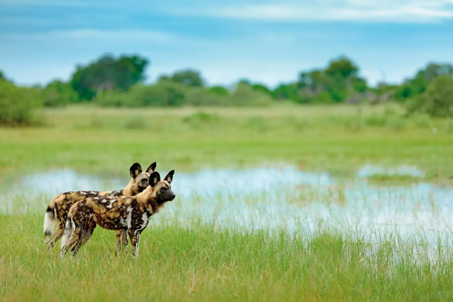 Erdmännchen, Elefanten, das Delta und die Fälle Tiere
