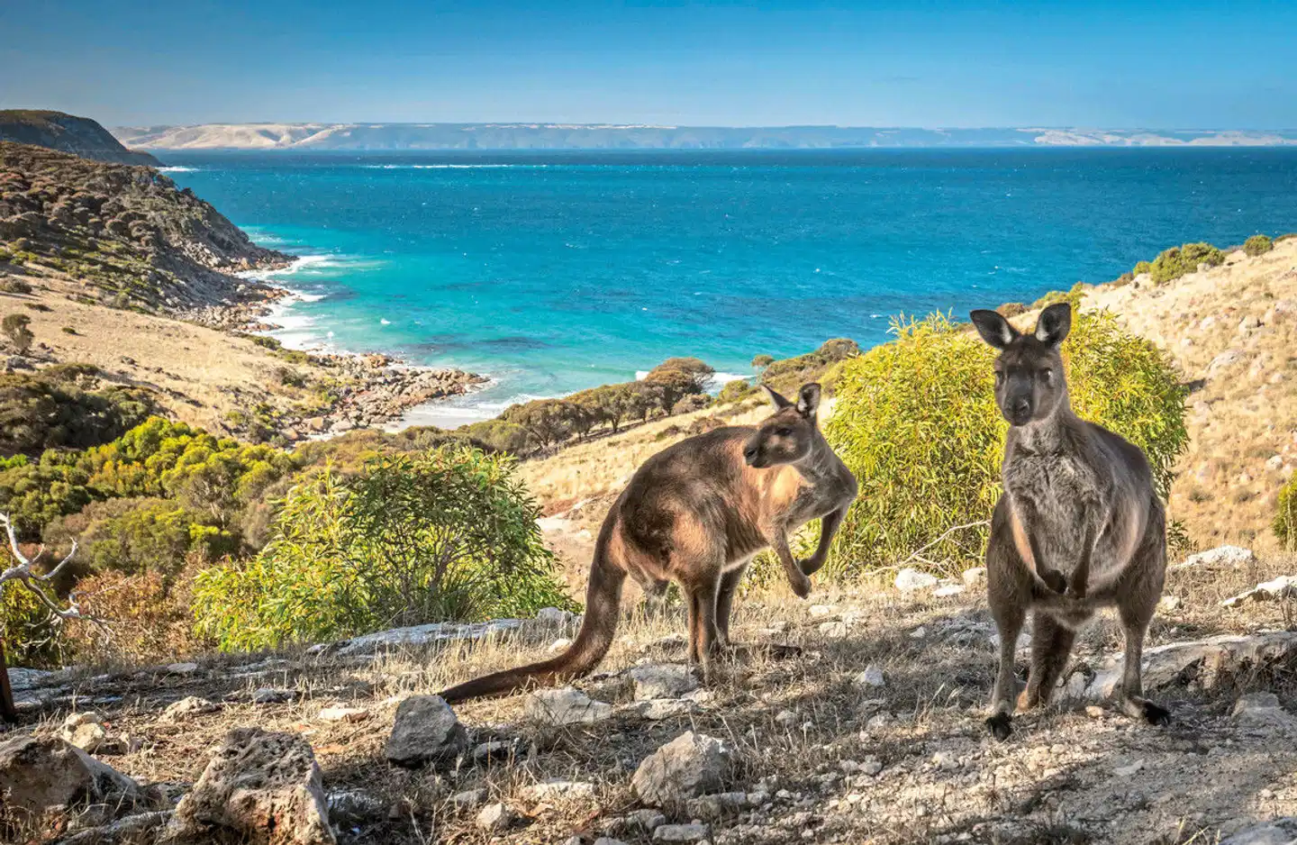 Sea Dragon Kangaroo Island 3 Nächte Tiere