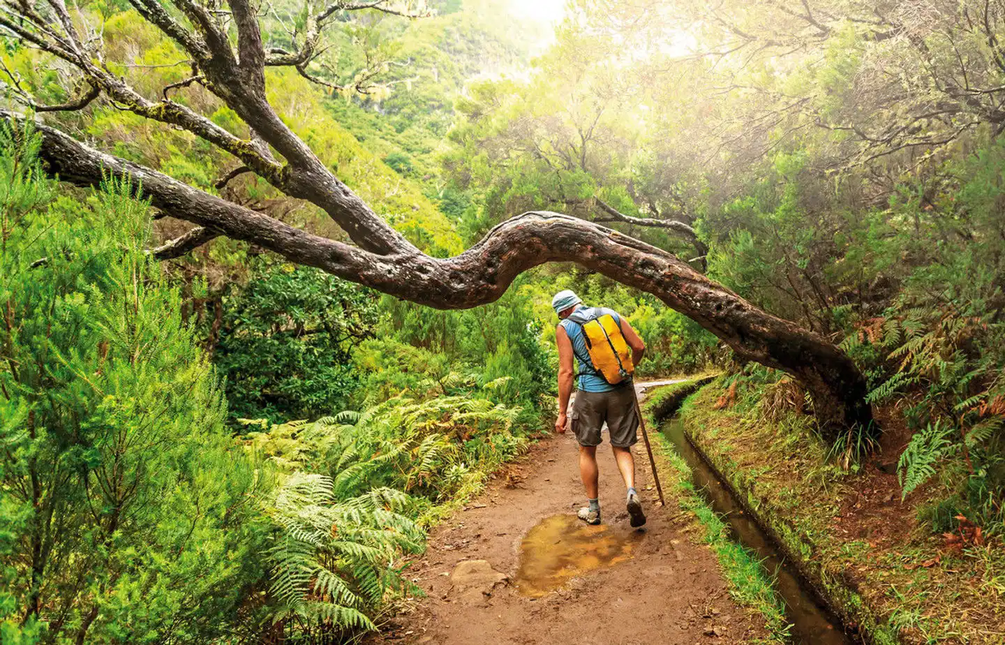 Die besten Seiten von Madeira Tiere