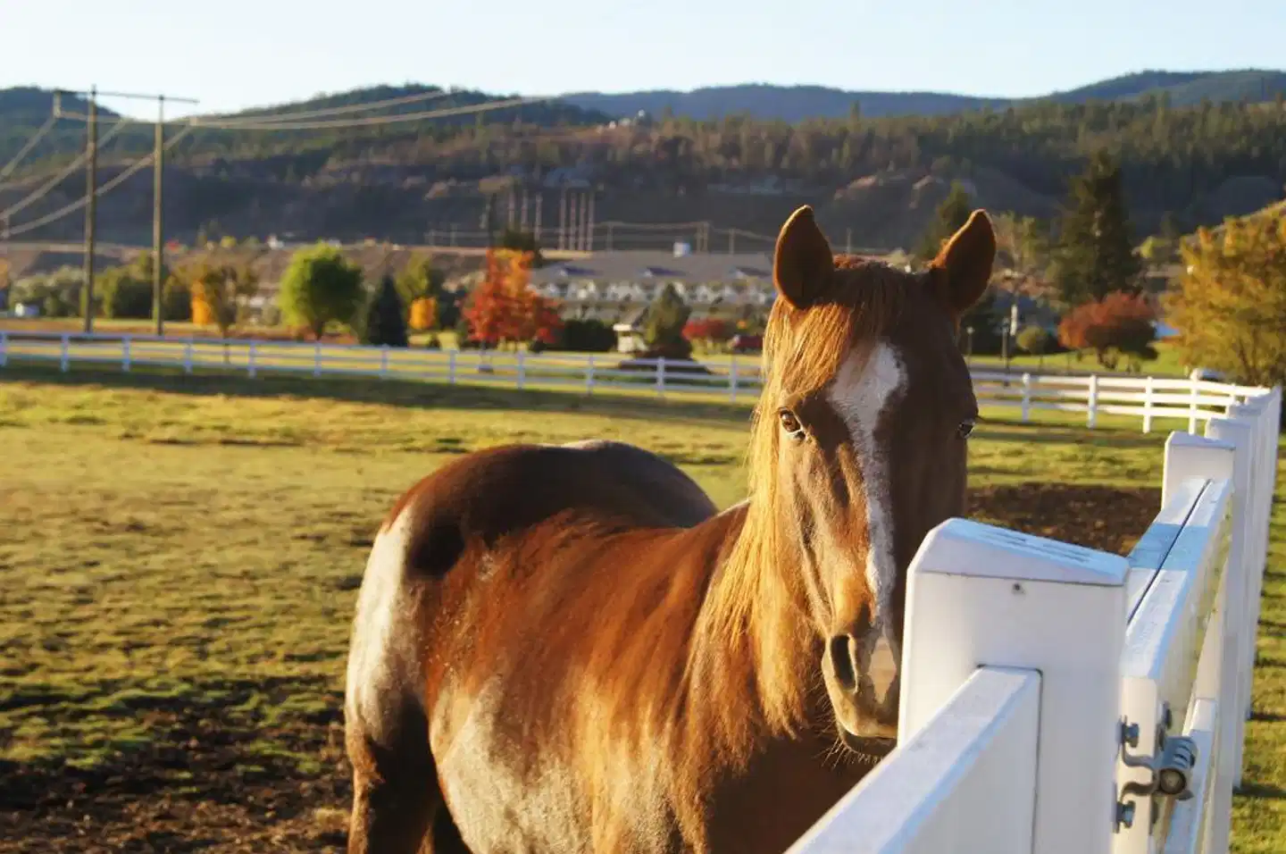 South Thompson Inn & Conference Centre Tiere