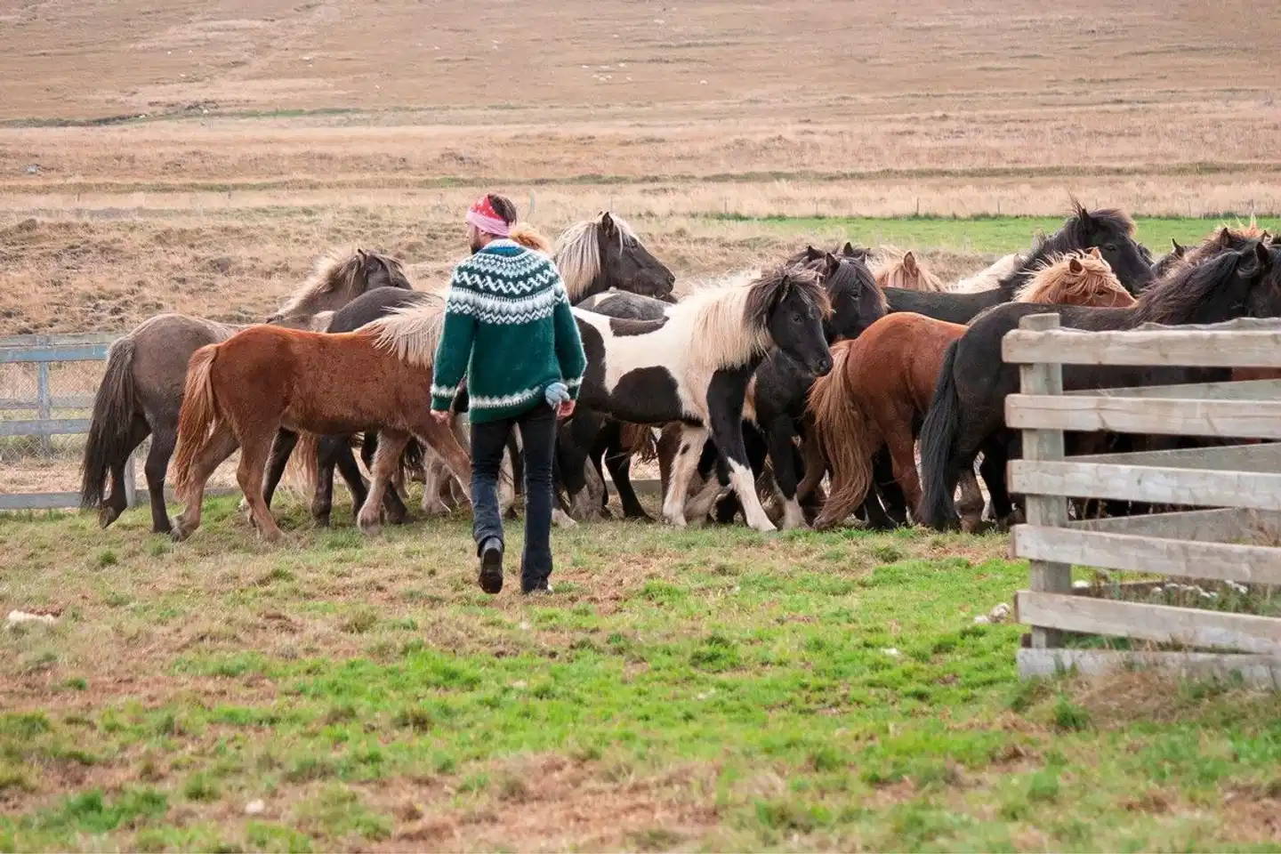 Island - Land und Leute Tiere