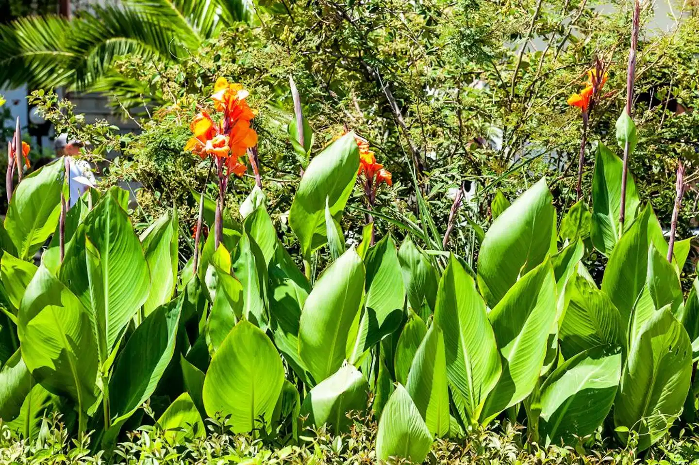 Xenios Dolphin Beach Landschaft