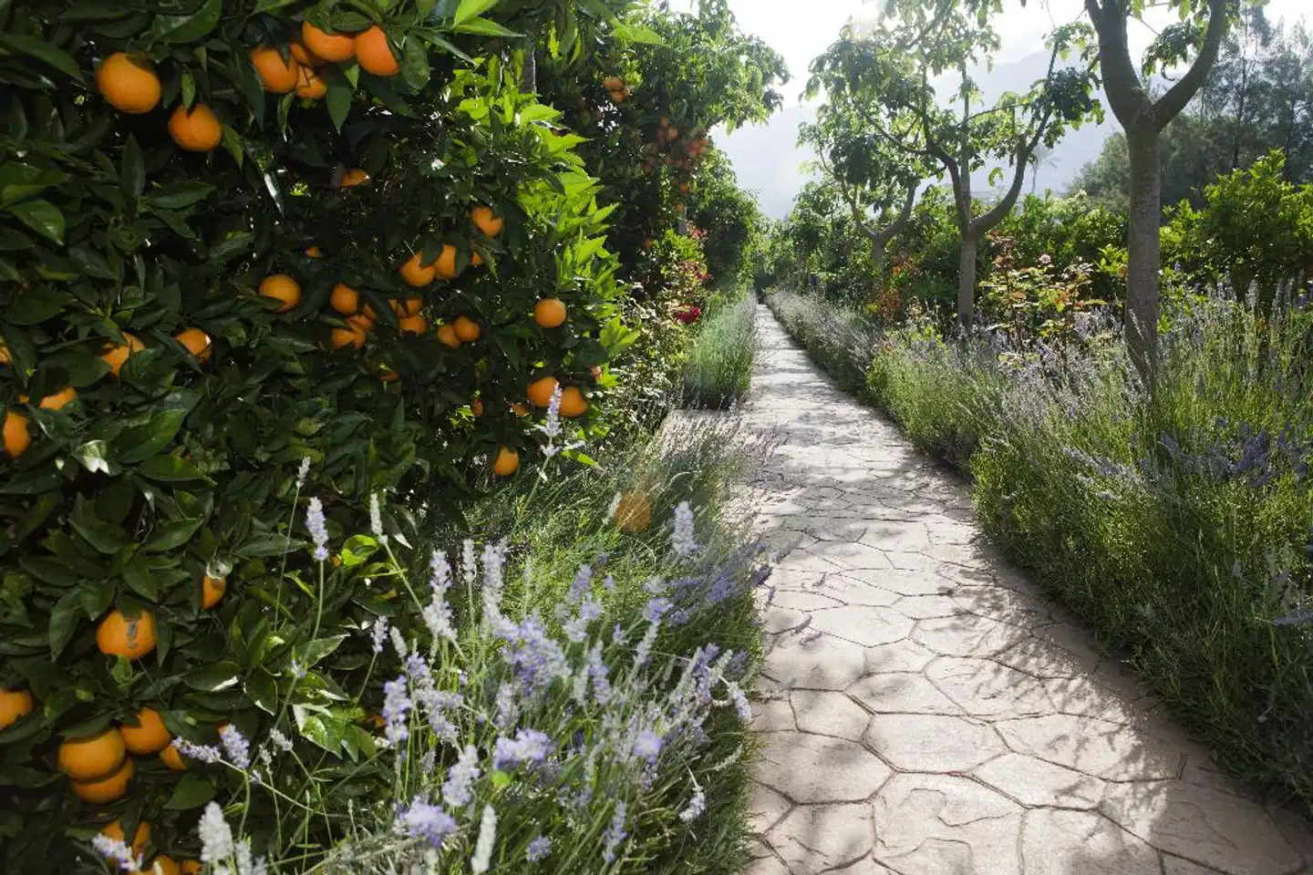 Finca Ca's Curial Garten