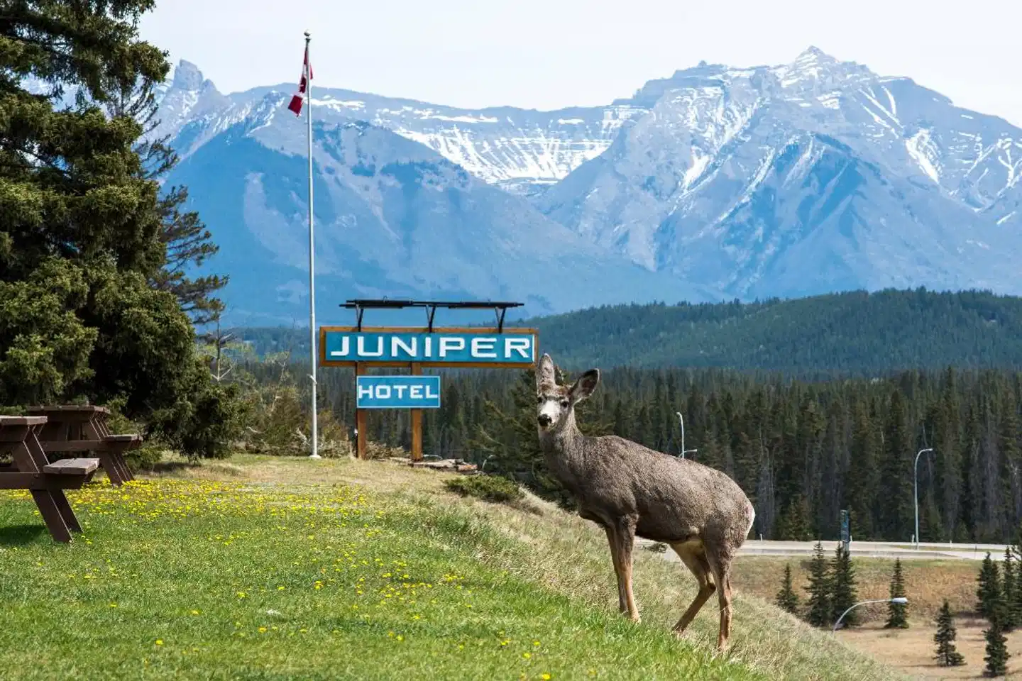 Juniper Hotel Tiere