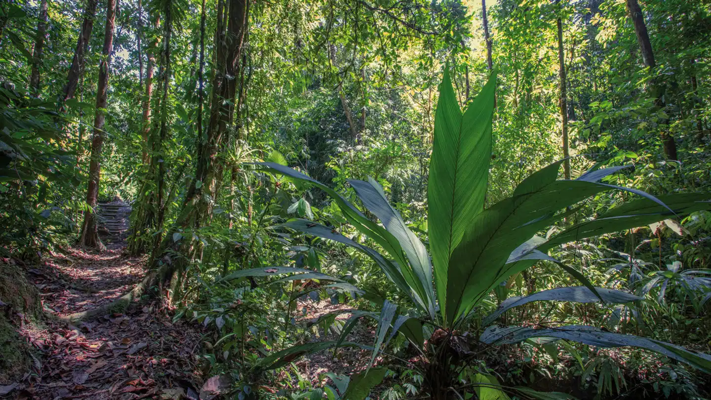 Esquinas Rainforest Lodge Garten