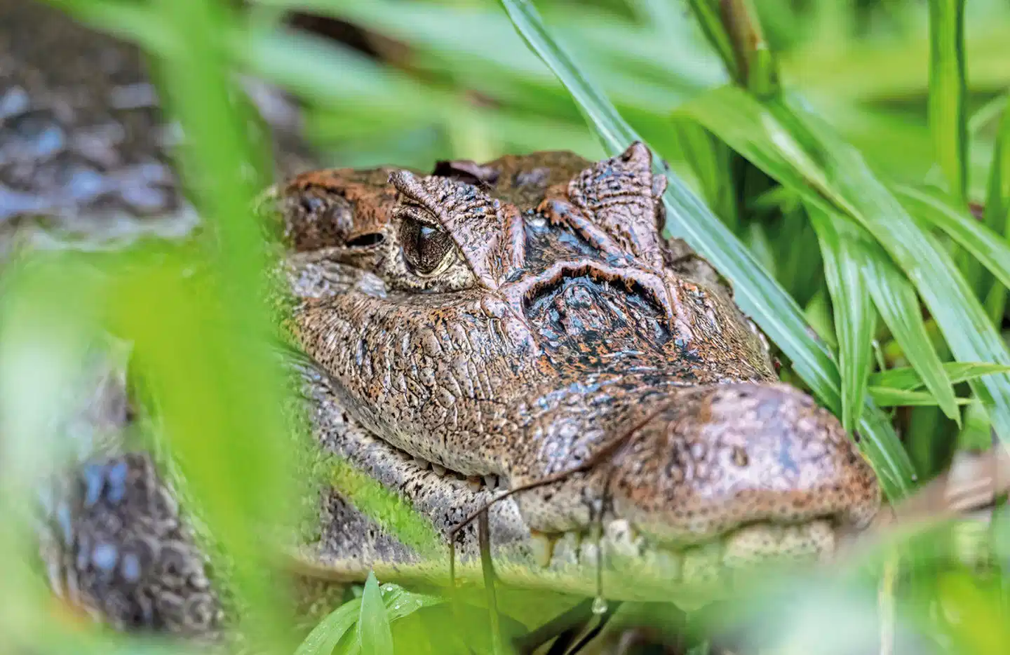 Pura Vida - Costa Rica hautnah mit Badeverlängerung Tiere