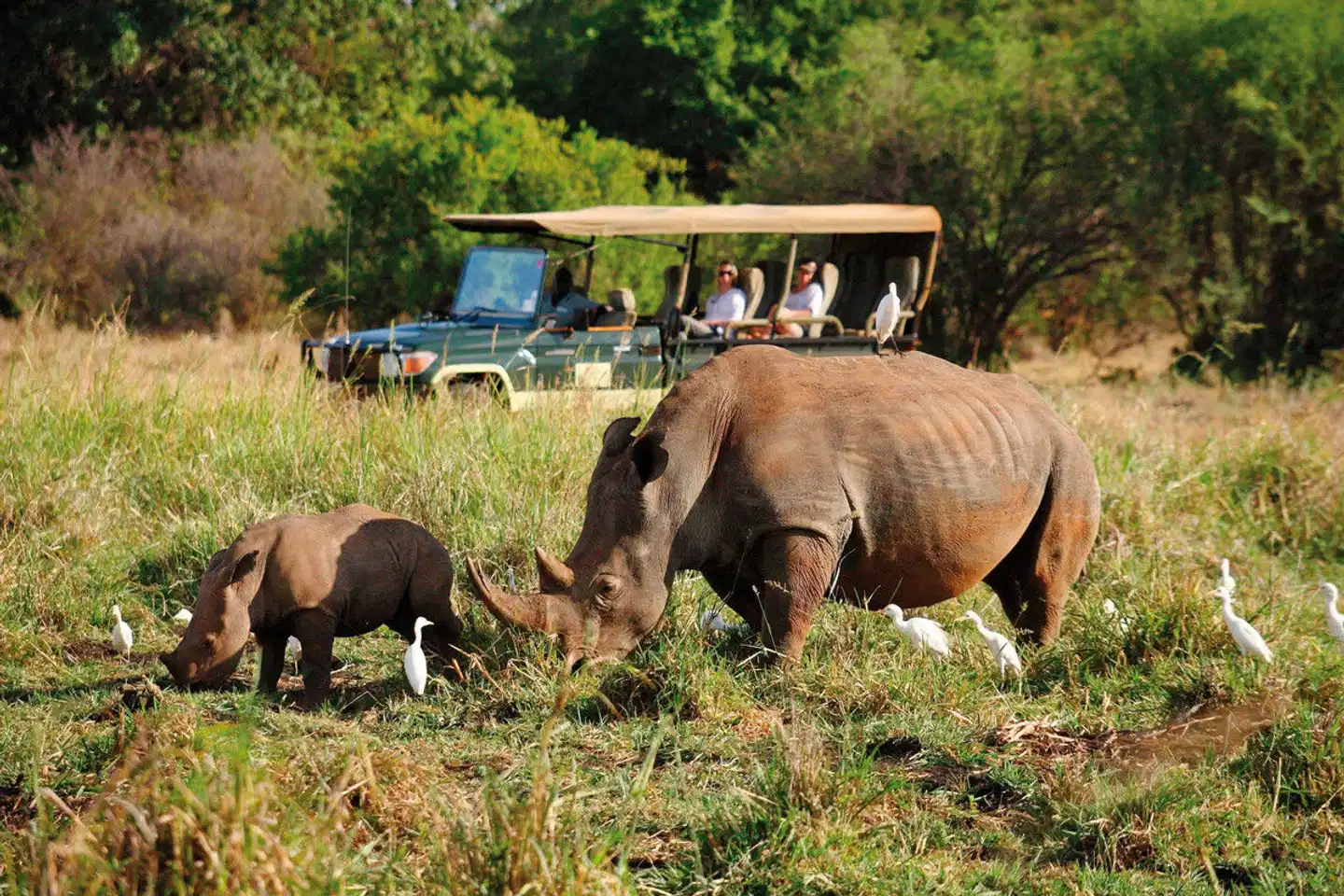 Elewana Sky Safari Kenia Connoisseur Tiere