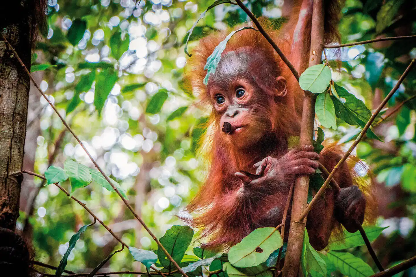 Naturwunder Borneos (Kota Kinabalu-Kuching) Tiere