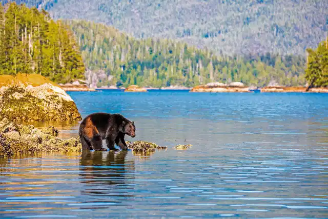 Bären, Wale & Vancouver Island Sport und Entertainment