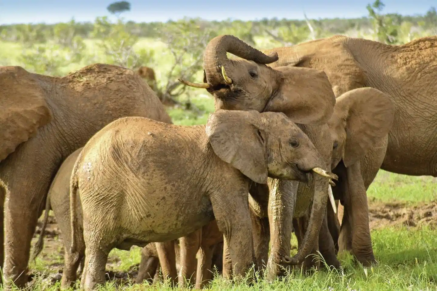 Abenteuer Kenia (ab Nairobi/bis Mombasa) Tiere