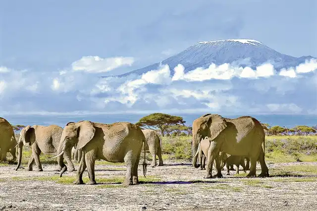 ADAC Special Kenia - Jenseits von Afrika Tiere