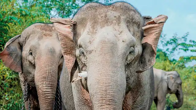 Laos - Natur und Kultur (Privatreise) Tiere
