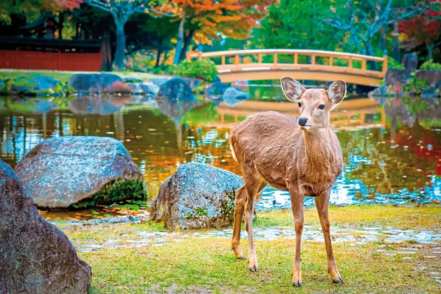 Japans goldene Route (inkl. Flug) Tiere