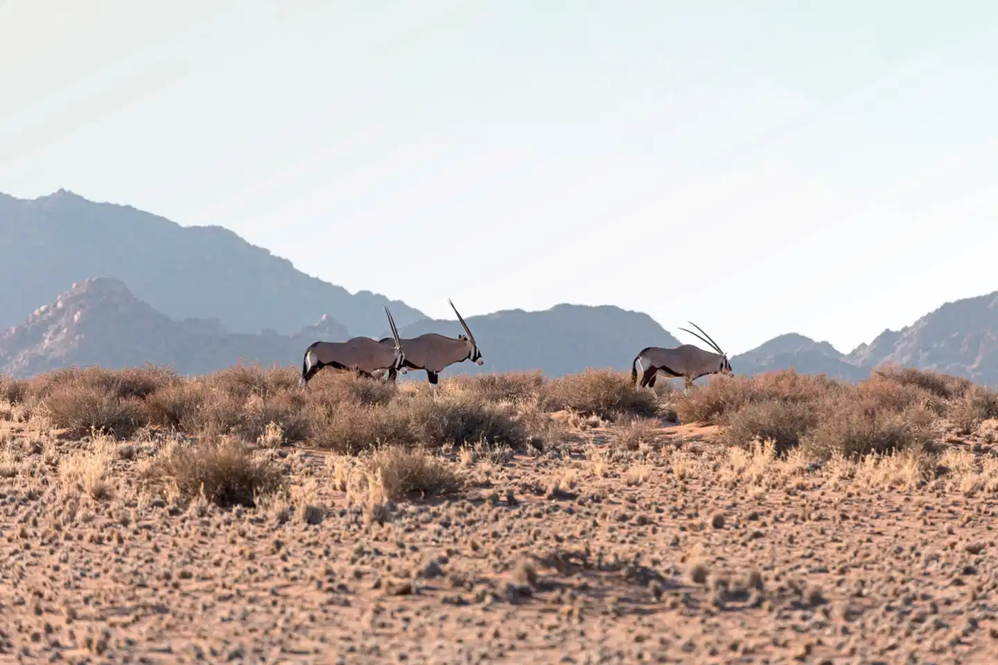 Zuhause in Namibia Tiere