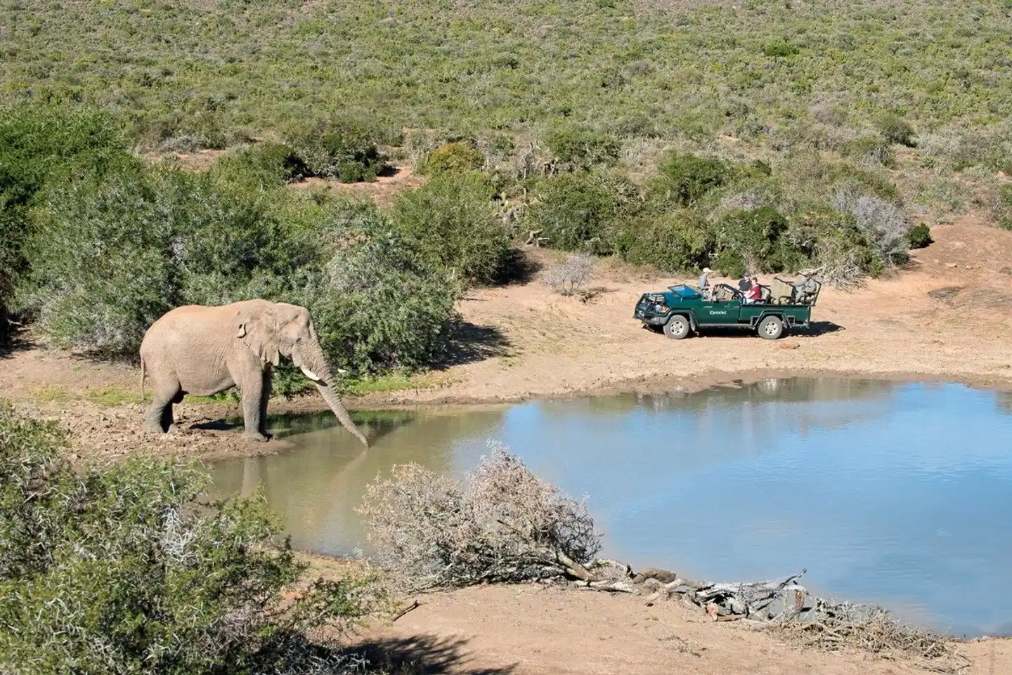 Kwandwe Private Game Reserve Tiere