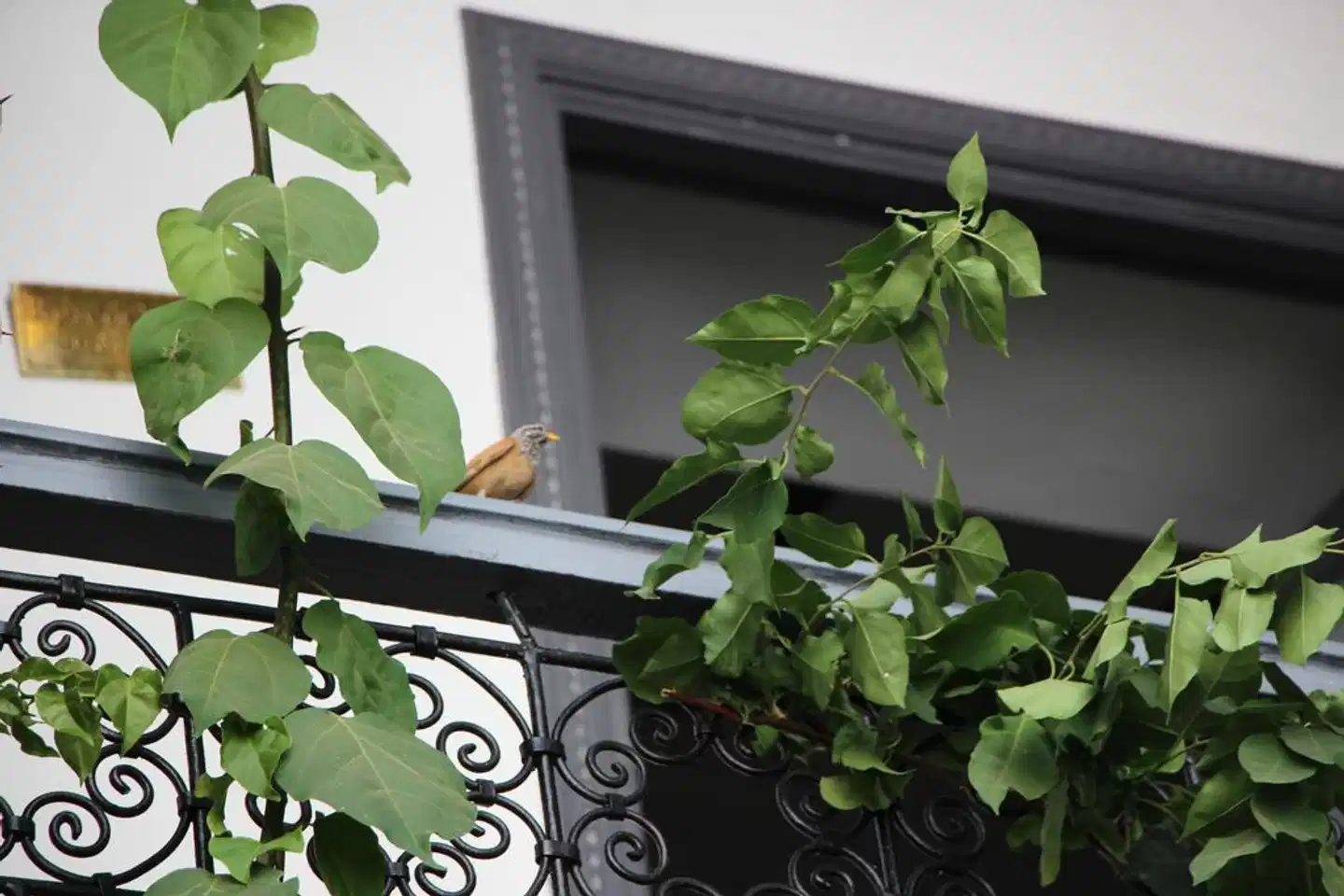 Les Jardins De Riad Laarouss Terrasse