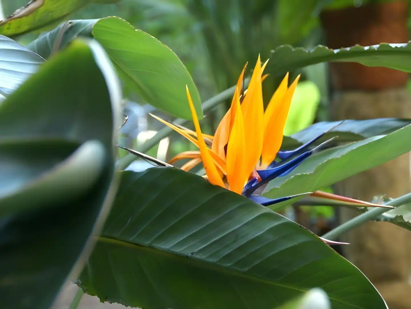 Albergo Stella Tiere