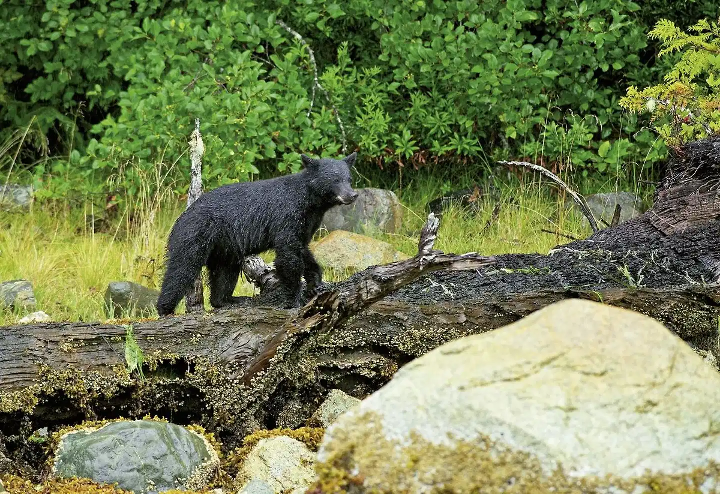Tofino Harbour House Tiere