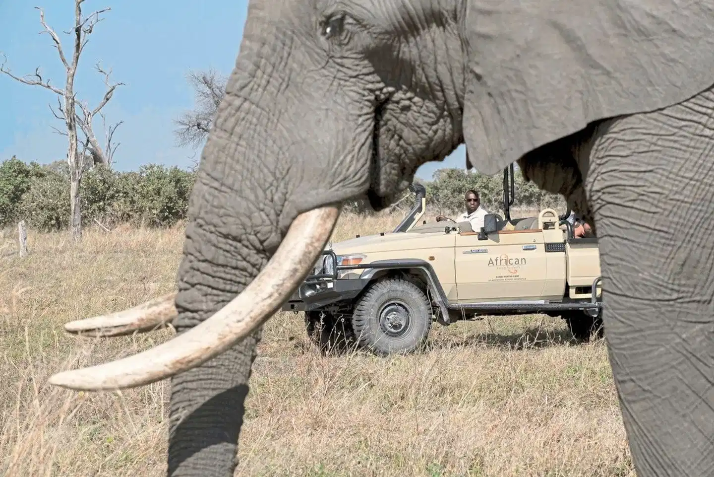 Khwai Leadwood Tiere