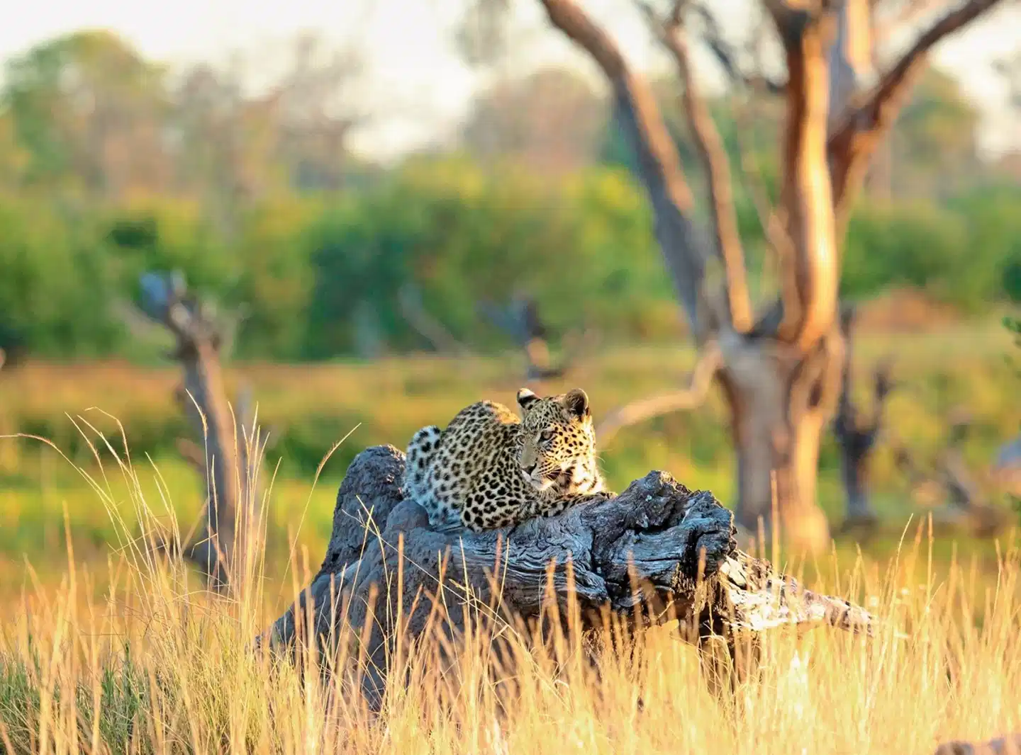 Khwai Leadwood Tiere