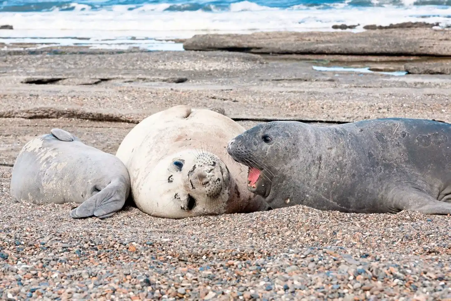 Höhepunkte Argentiniens Tiere