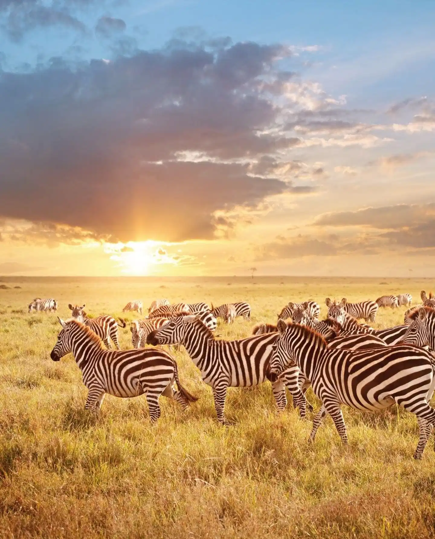Zwischen Löwenpfaden und Akazienträumen Tiere