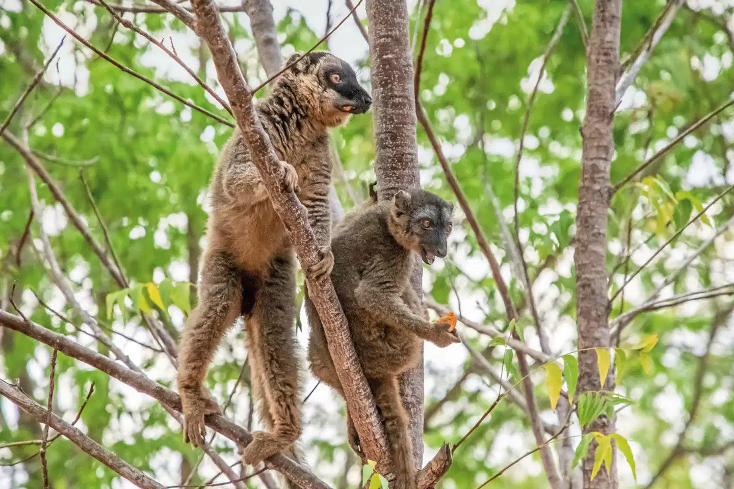Madagaskar Intensiv Tiere