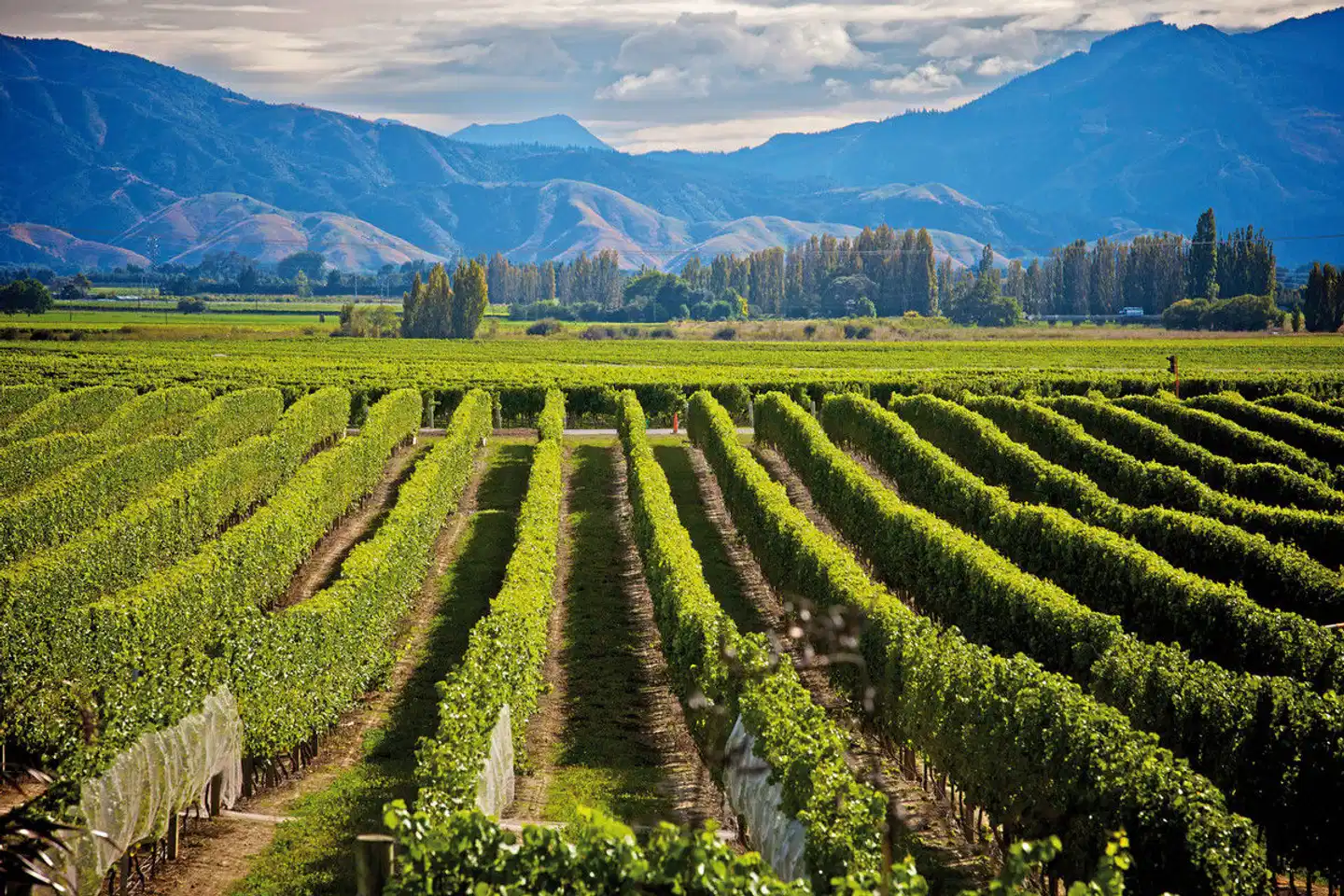 New Zealand Wine Trail Landschaft