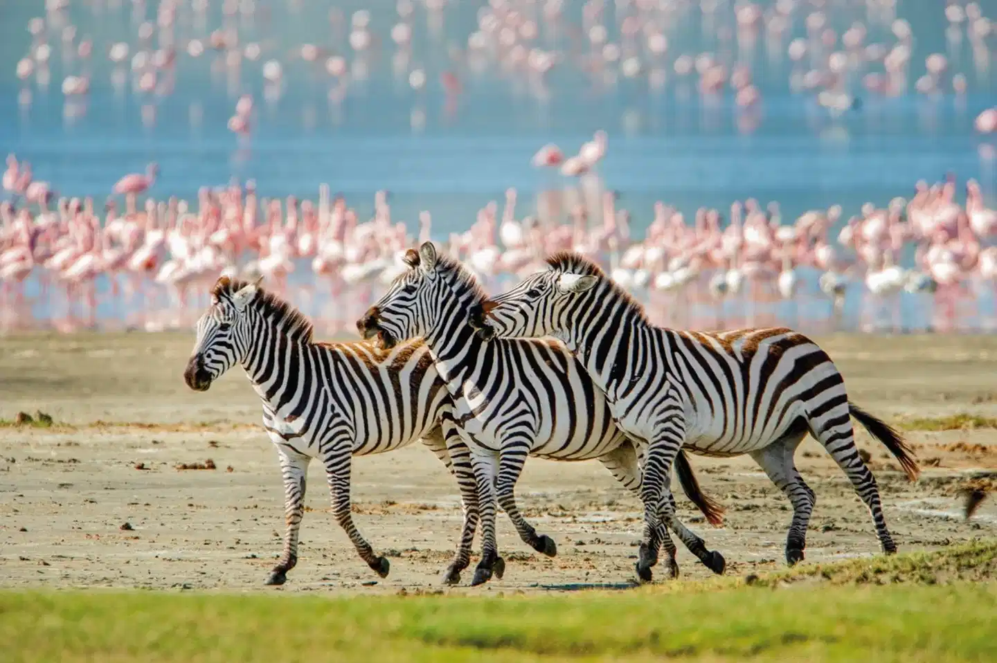 Magisches Tansania Tiere