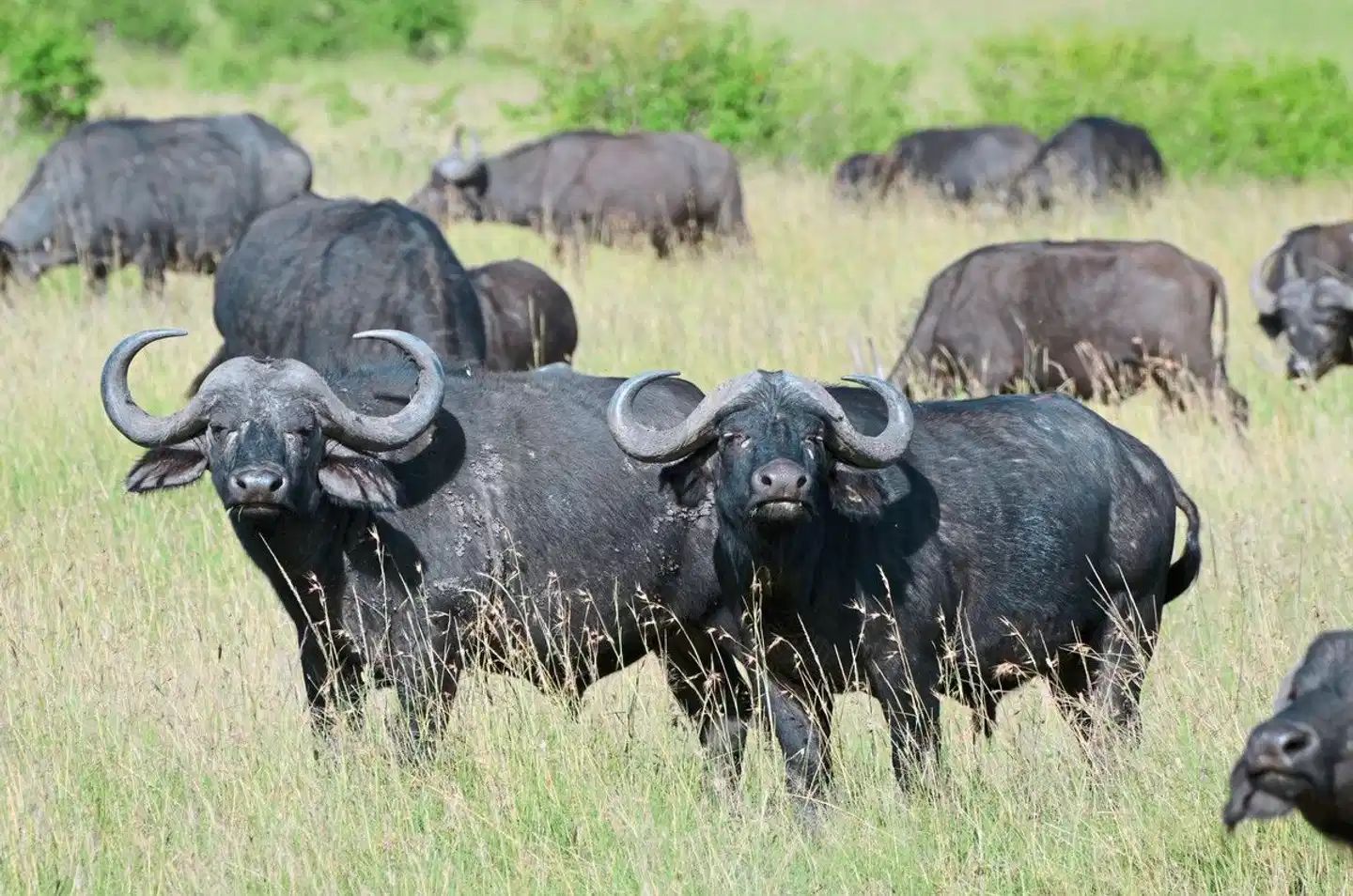 Drifters - Kenia & Tansania Explorer (Camping Tour) Tiere