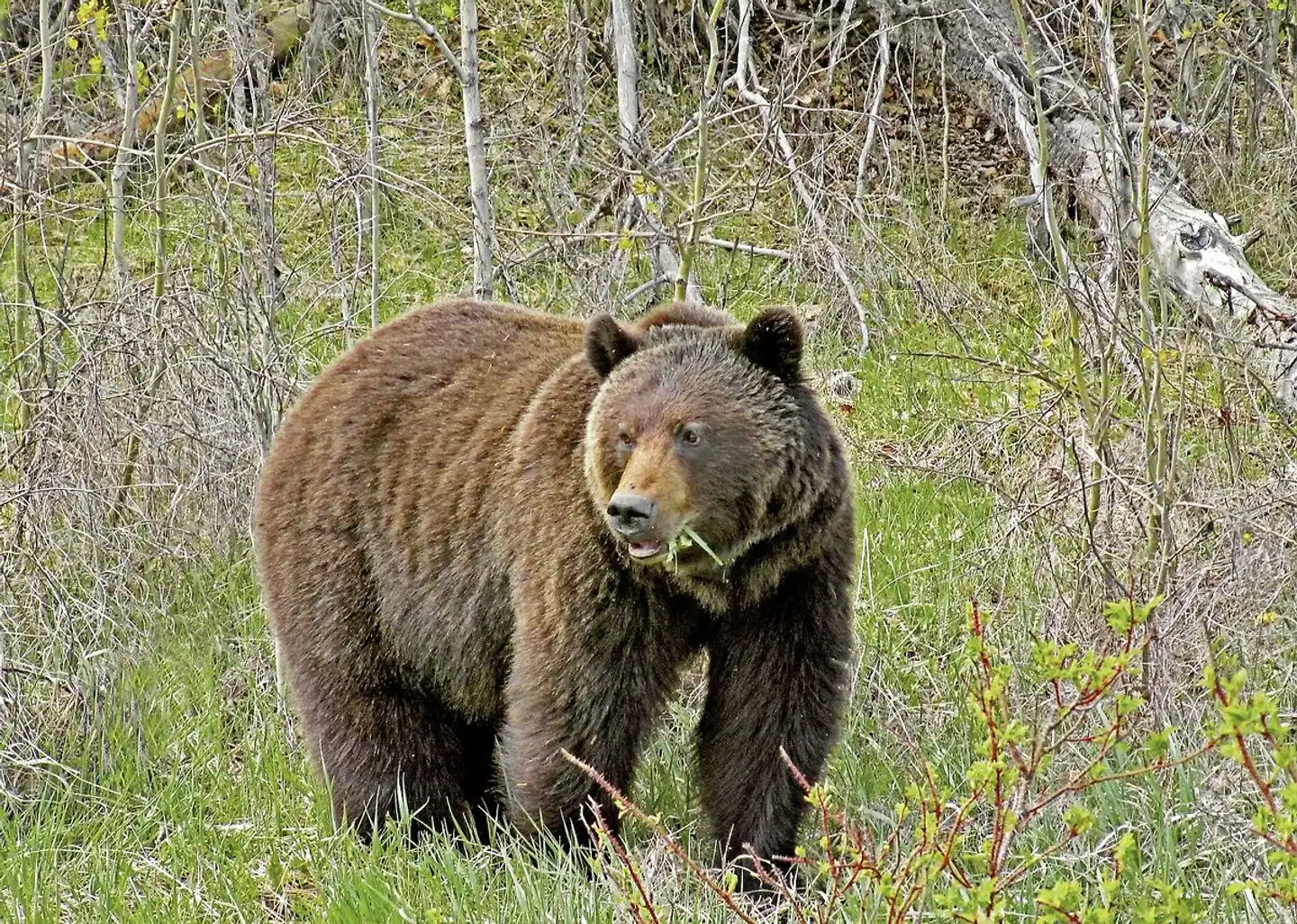 Höhepunkte Westkanadas Tiere