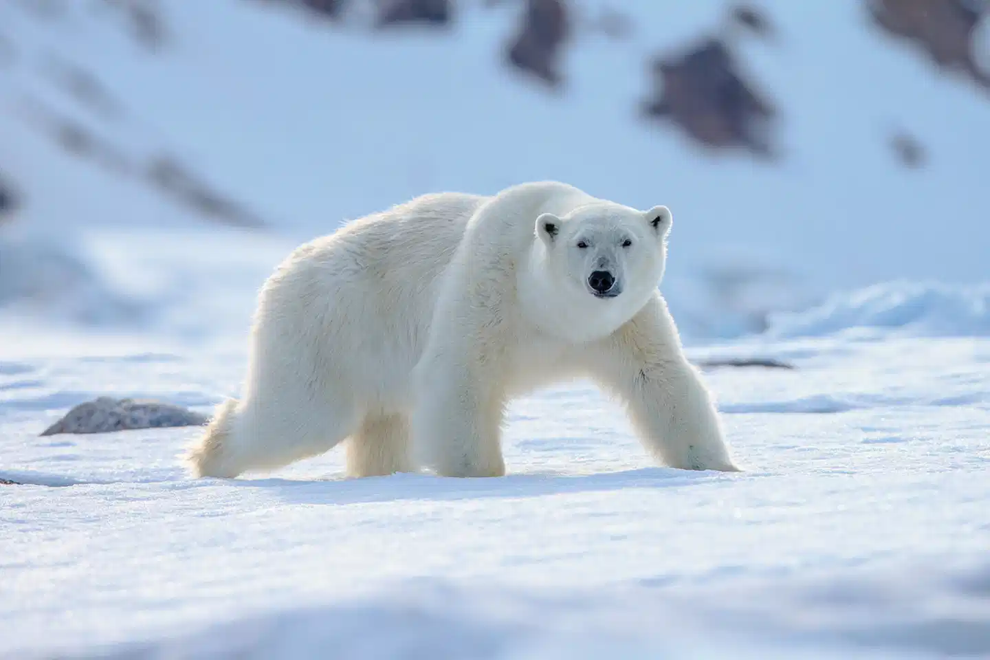 Naturwunder Spitzbergen Tiere