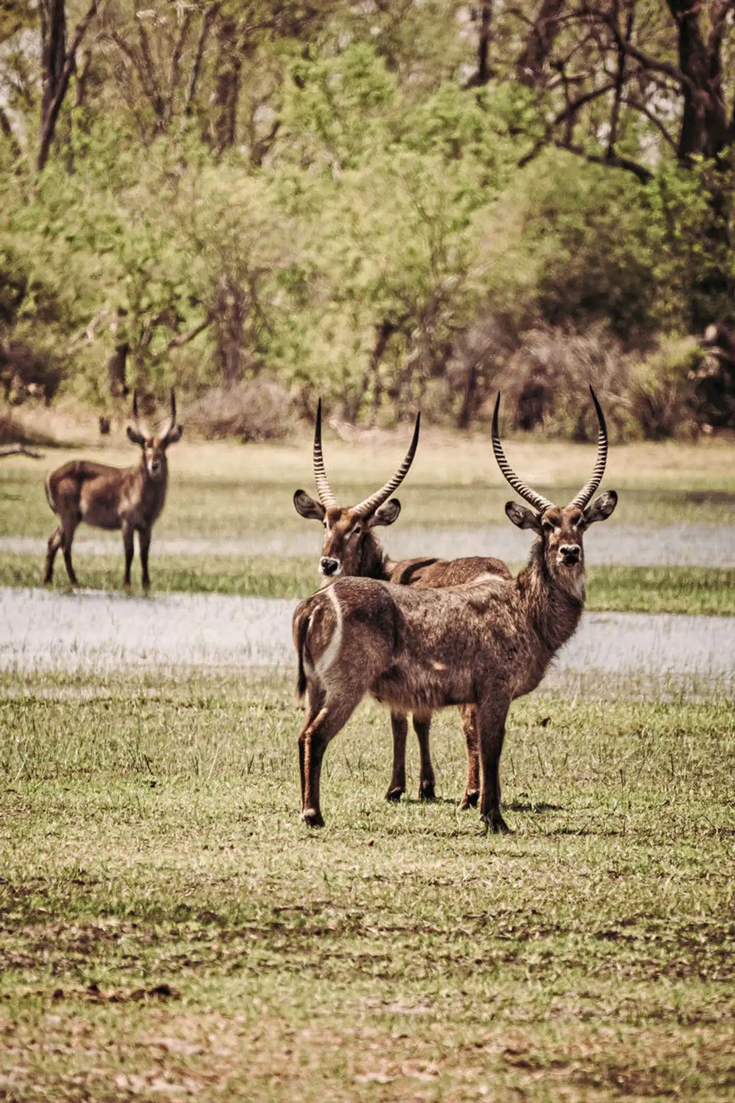 Drifters - Botswana Explorer 17 Nächte ab/bis Johannesburg Tiere