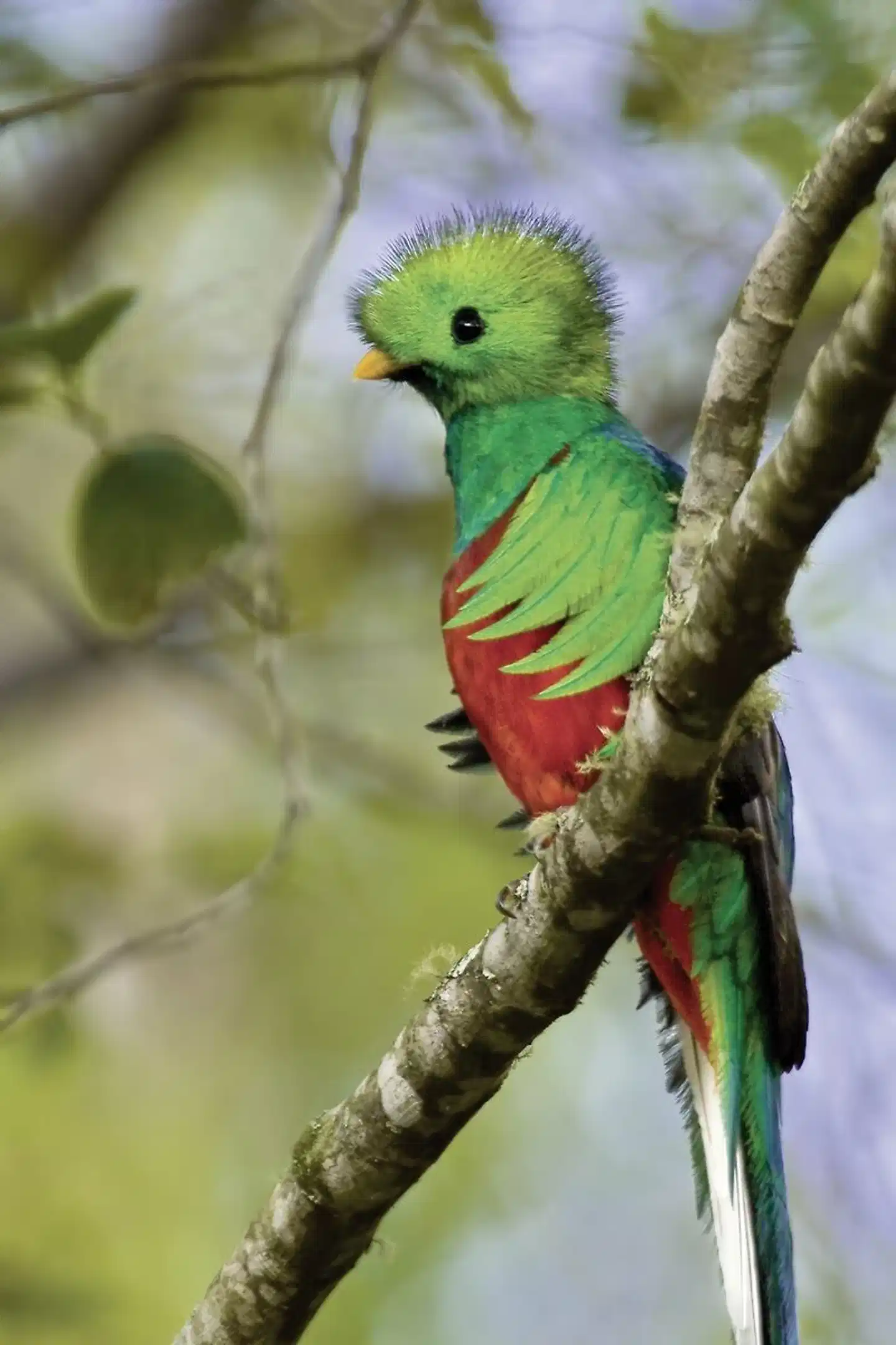 Pura Vida - Costa Rica hautnah mit Badeverlängerung Tiere
