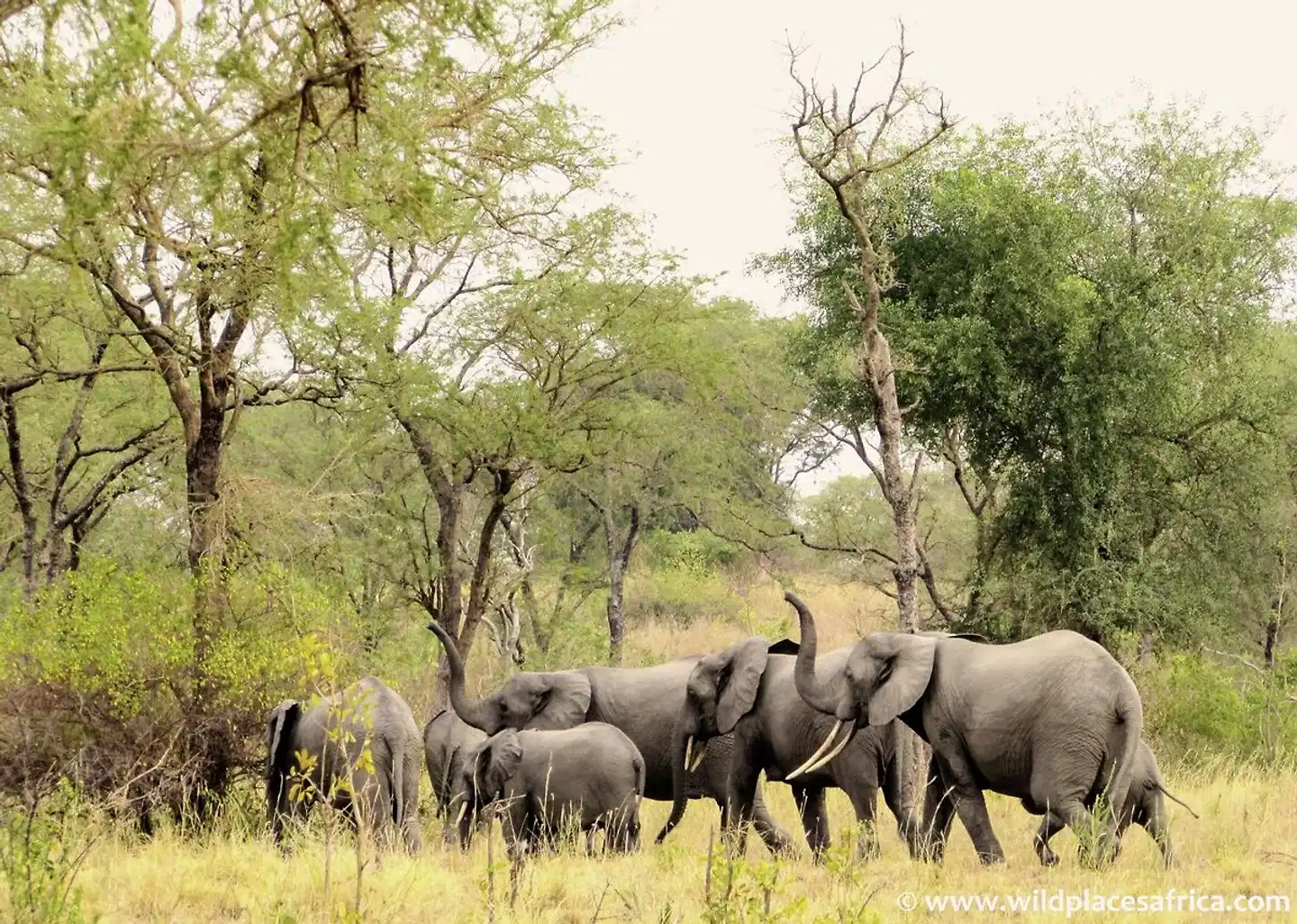 Uganda - Im Land der Berggorillas Tiere