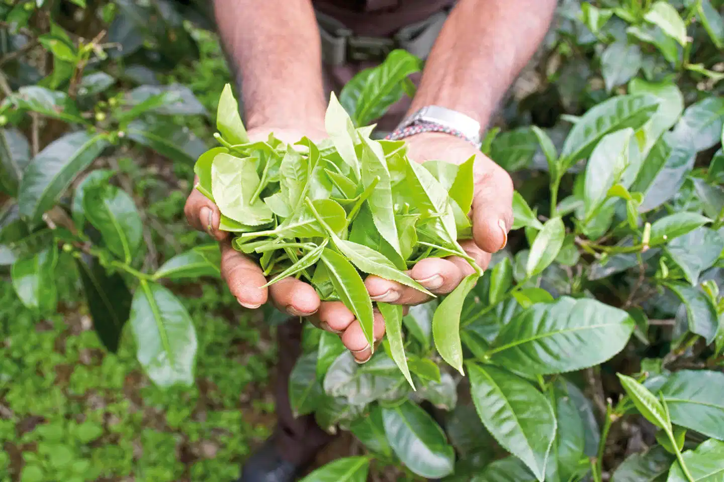 Sri Lanka Classic (Gruppenreise) Landschaft