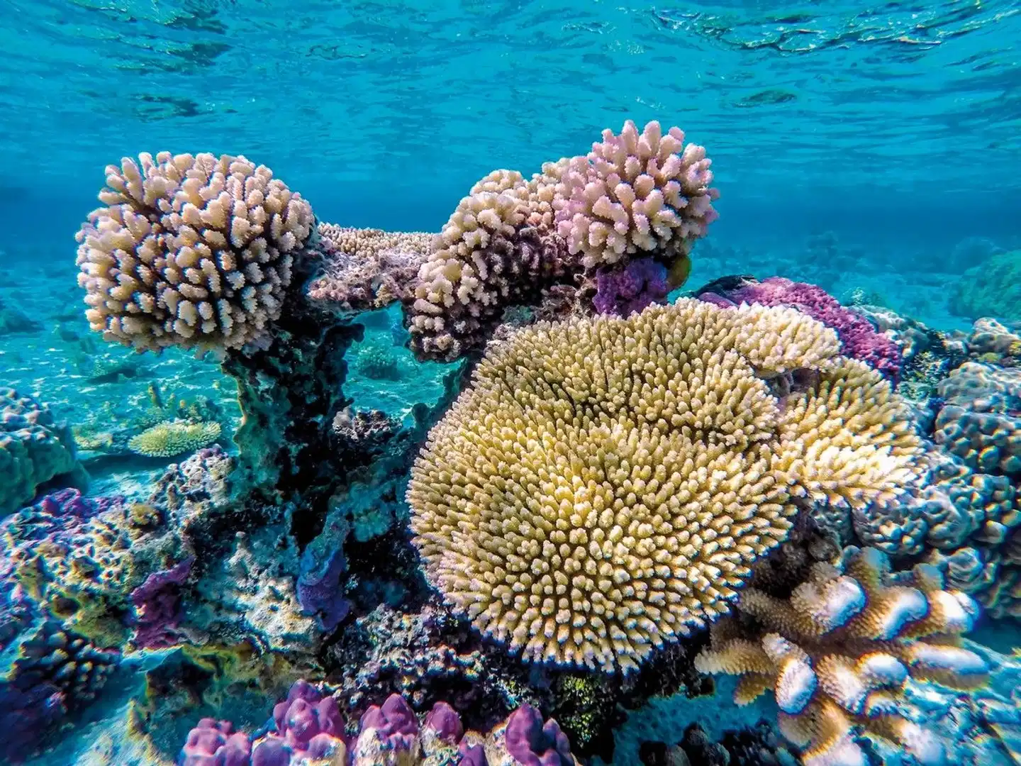 Traumziel Polynesien Tiere