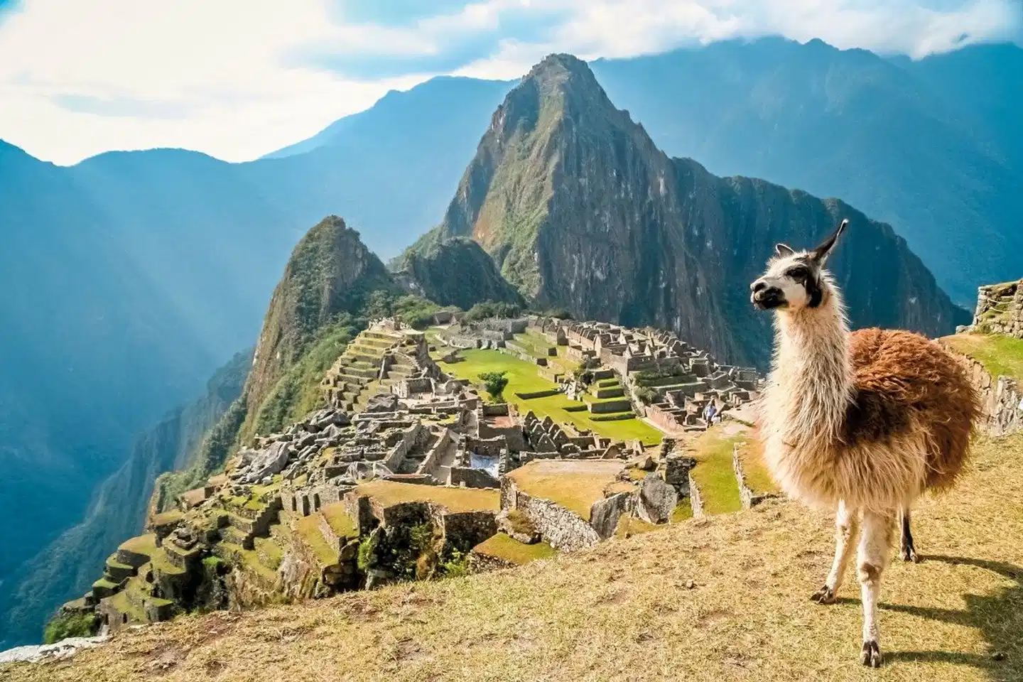 Inkazentren, Kolonialpracht & einzigartige Naturschauspiele Tiere