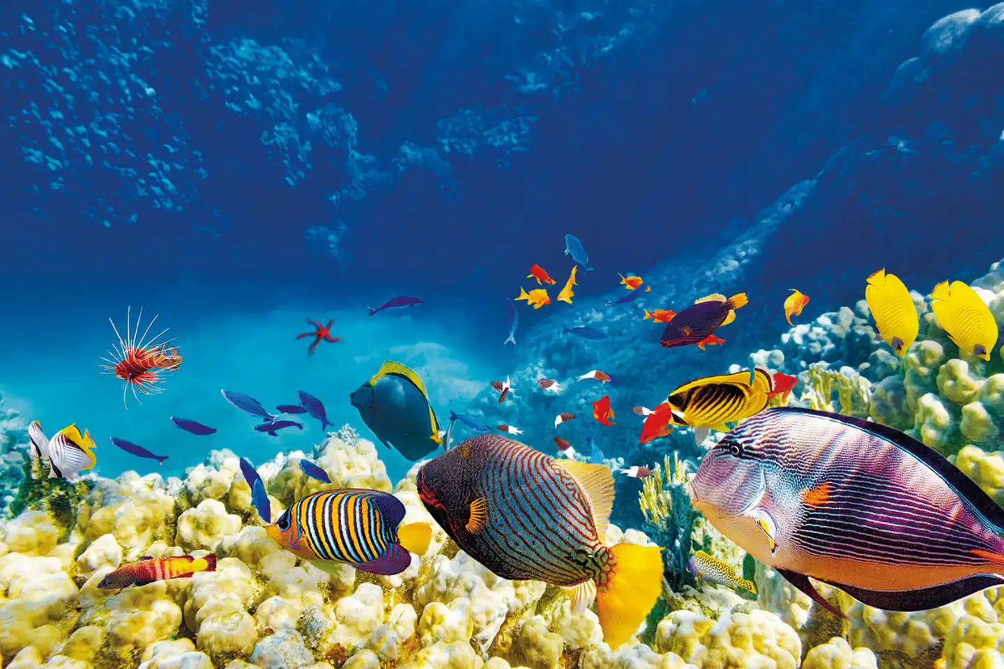 Traumzeit Australien Tiere