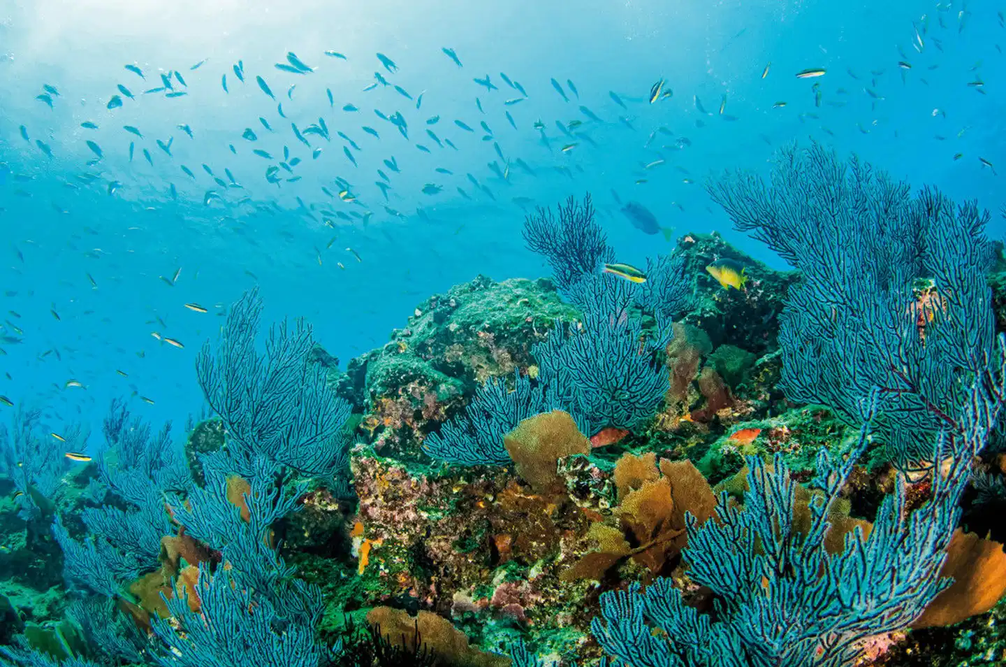 Busrundreise Baja California Tiere