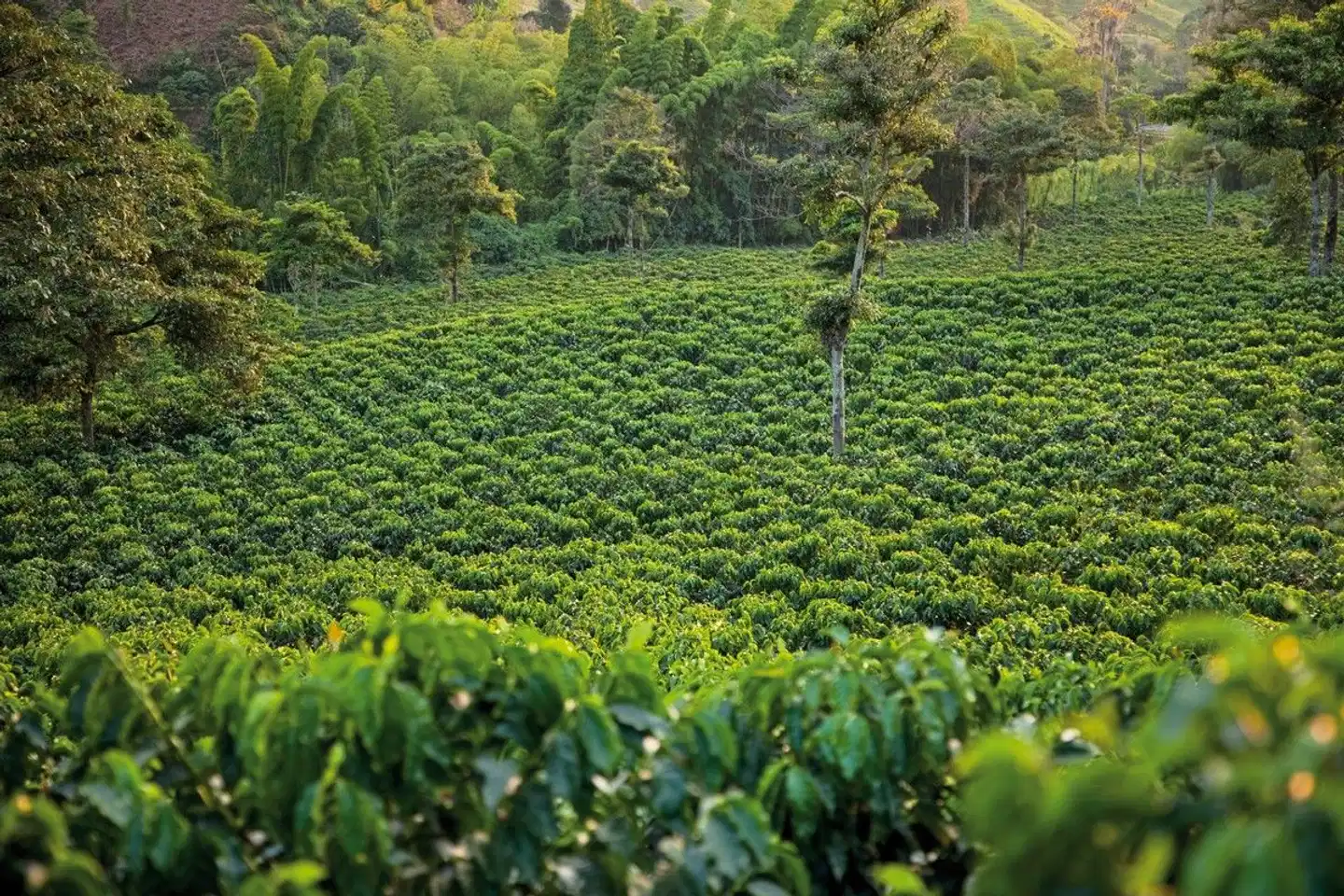 Panama & Kolumbien - von Kanalwundern, Kaffeekultur und Küstenzauber Landschaft