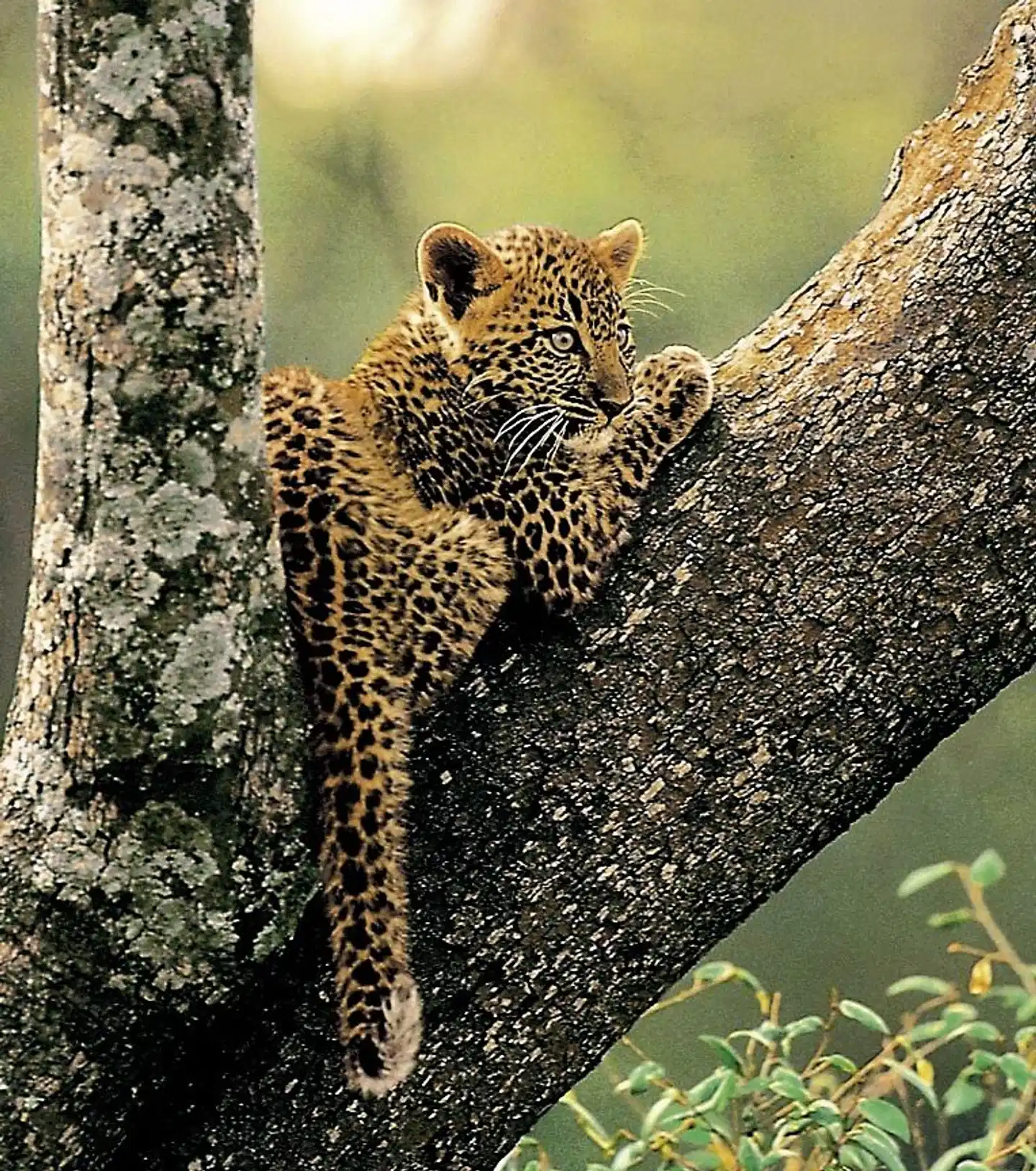 Panorama Südafrika Tiere