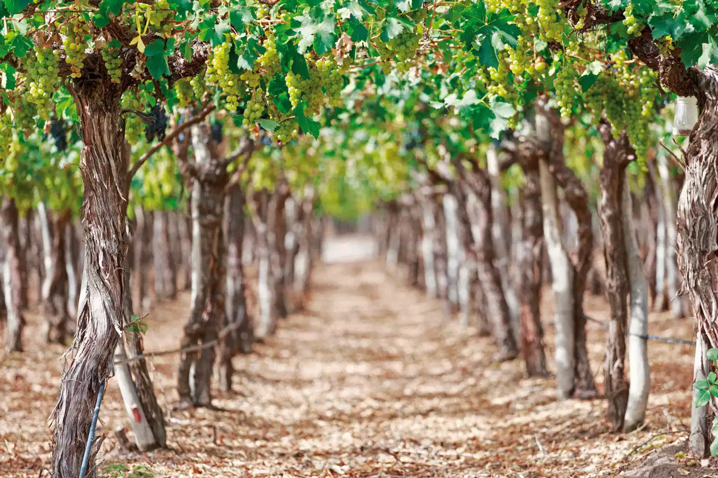 Nordargentinien - Tango, Wasserfälle und Weinreben Landschaft