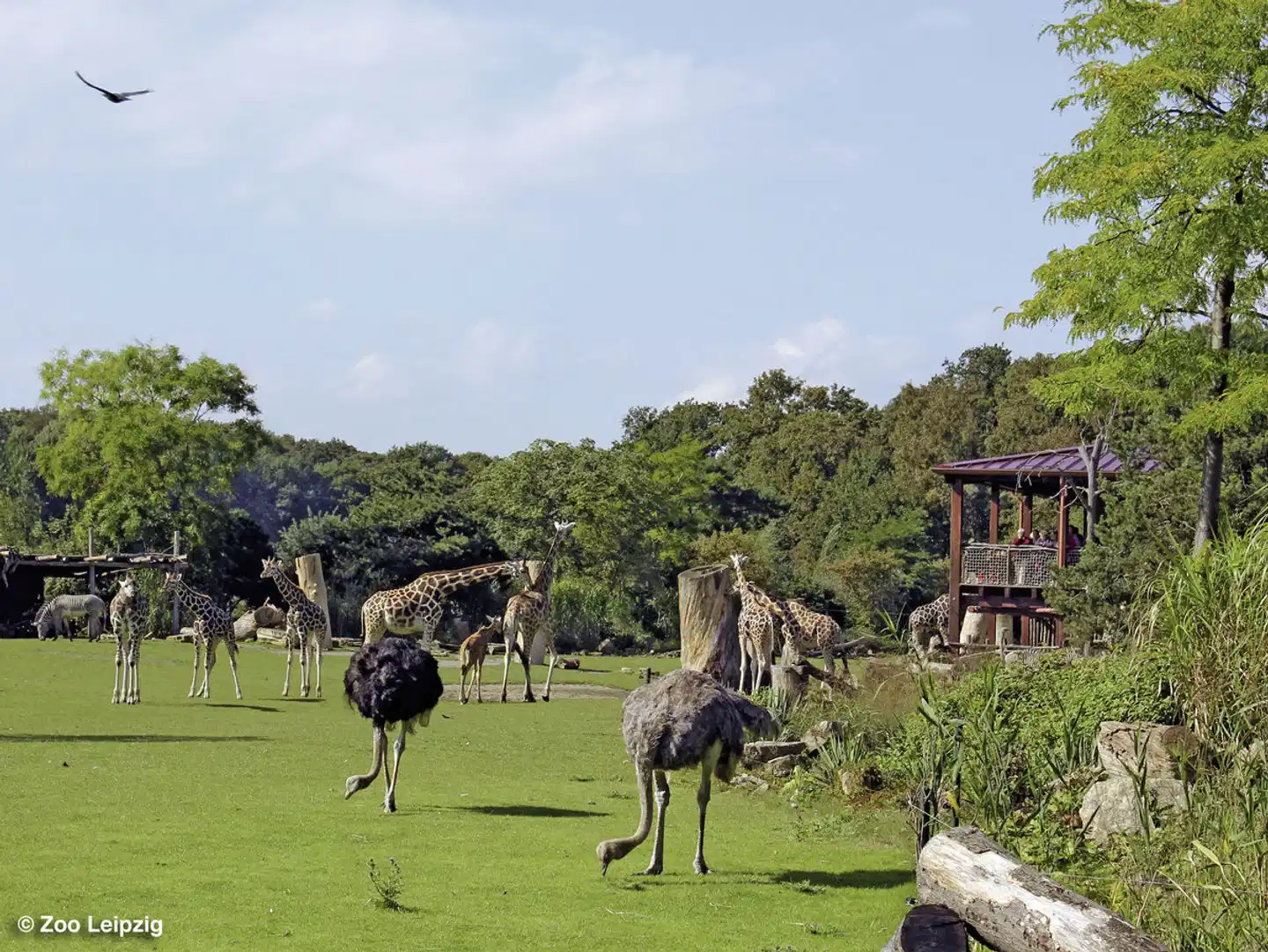Leipzig mit Zoo Tiere