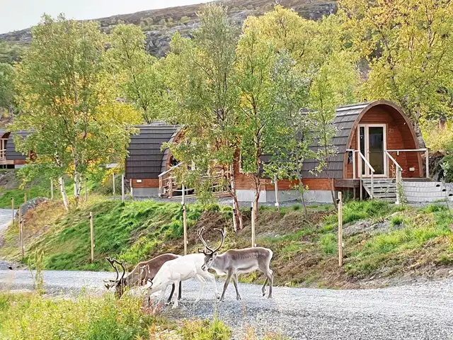 Kirkenes Snowhotel Tiere