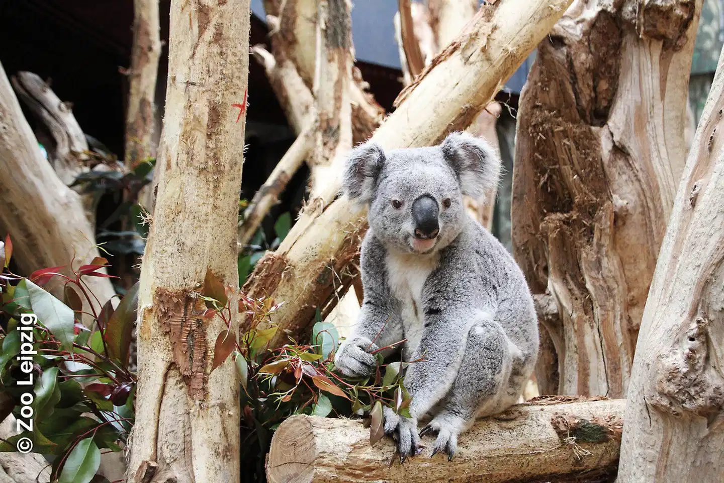 Leipzig mit Zoo Tiere